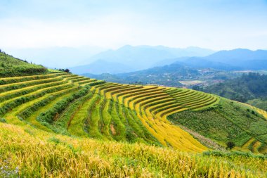 Güneşin Mucangchai, Vietnam, teraslar üzerinde pirinç tarlaları. 