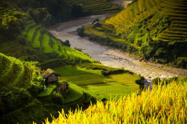 Güneşin Mucangchai, Vietnam, teraslar üzerinde pirinç tarlaları. 