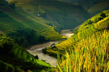 Güneşin Mucangchai, Vietnam, teraslar üzerinde pirinç tarlaları. 