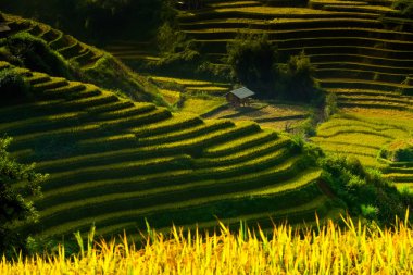Güneşin Mucangchai, Vietnam, teraslar üzerinde pirinç tarlaları. 