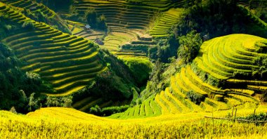 Güneşin Mucangchai, Vietnam, teraslar üzerinde pirinç tarlaları. 
