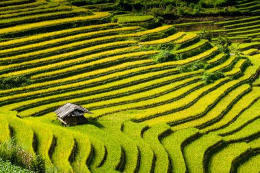 Güneşin Mucangchai, Vietnam, teraslar üzerinde pirinç tarlaları. 