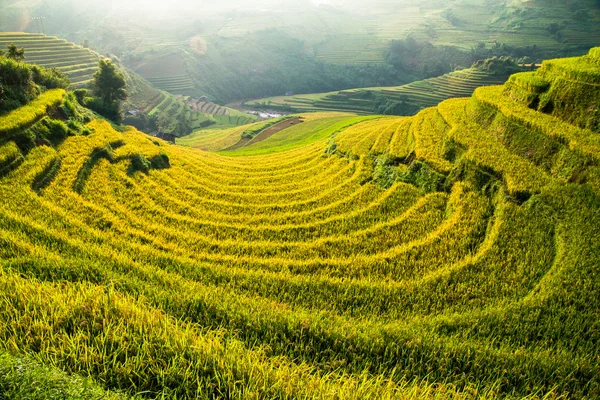 Güneşin Mucangchai, Vietnam, teraslar üzerinde pirinç tarlaları. 