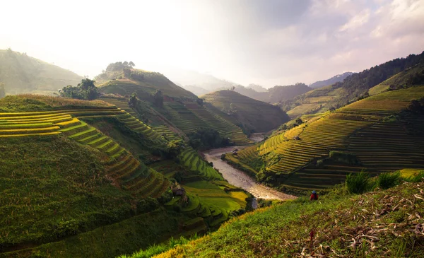 Güneşin Mucangchai, Vietnam, teraslar üzerinde pirinç tarlaları. 