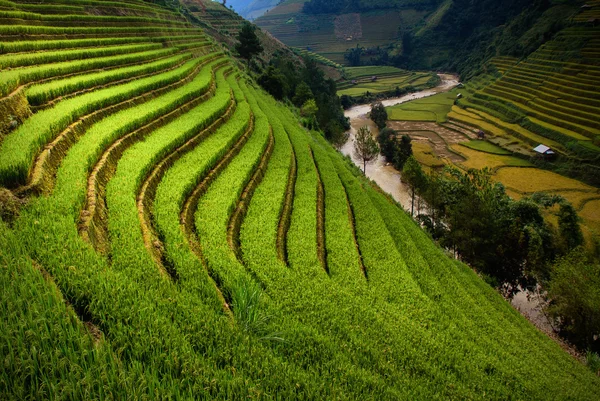 Pól ryżowych na tarasach w słońcu Mucangchai, Wietnam. — Zdjęcie stockowe