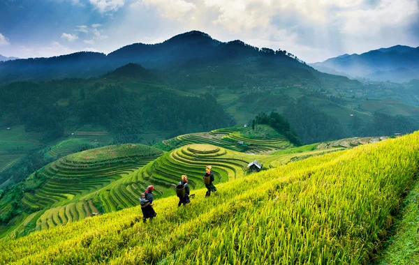 Campos de arroz en terrazas al sol en MuCangChai, Vietnam . —  Fotos de Stock