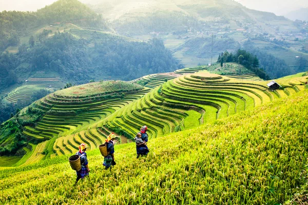 Güneşin Mucangchai, Vietnam, teraslar üzerinde pirinç tarlaları. 