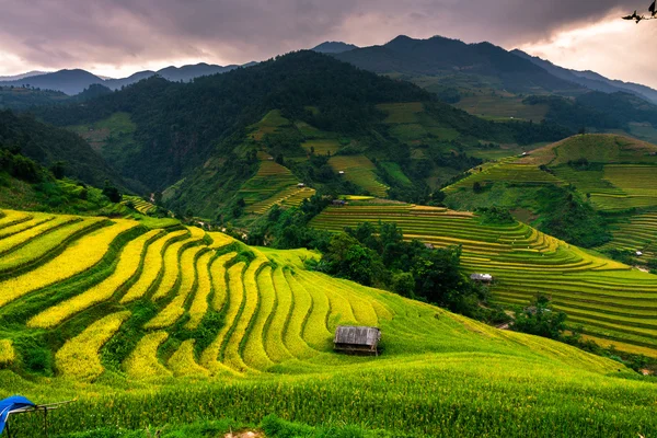 Güneşin Mucangchai, Vietnam, teraslar üzerinde pirinç tarlaları. 