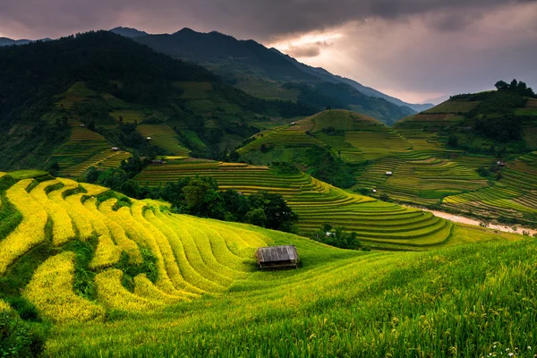 Champs de riz sur les terrasses au soleil à MuCangChai, Vietnam . — Photo