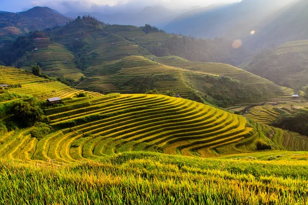 Champs de riz sur les terrasses au soleil à MuCangChai, Vietnam . — Photo