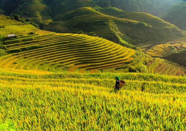 Güneşin Mucangchai, Vietnam, teraslar üzerinde pirinç tarlaları. 