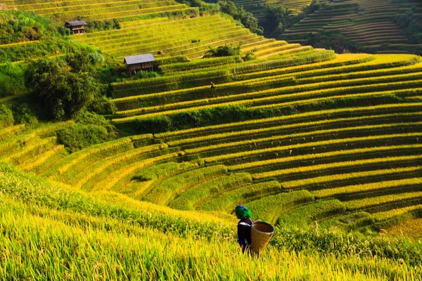 Рисовые поля на террасах под солнцем в Муканчай, Вьетнам . — стоковое фото
