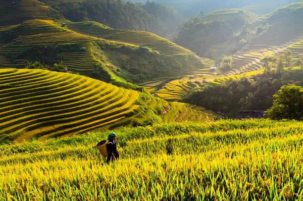 Güneşin Mucangchai, Vietnam, teraslar üzerinde pirinç tarlaları. 