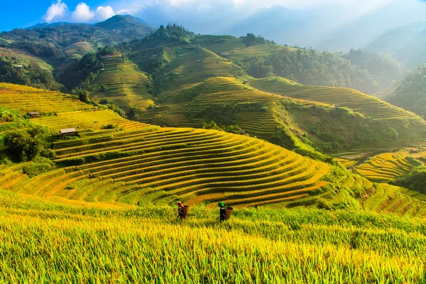 Güneşin Mucangchai, Vietnam, teraslar üzerinde pirinç tarlaları. 