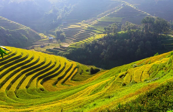 Güneşin Mucangchai, Vietnam, teraslar üzerinde pirinç tarlaları. 