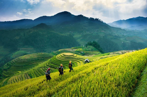 Güneşin Mucangchai, Vietnam, teraslar üzerinde pirinç tarlaları. 
