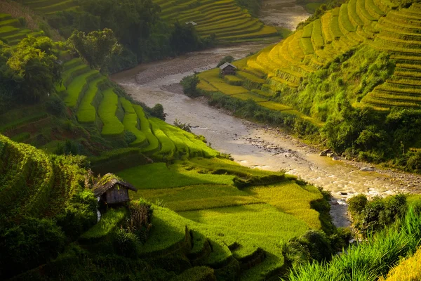 Rýžových polí na terasách na slunci na Mucangchai, Vietnam. — Stock fotografie