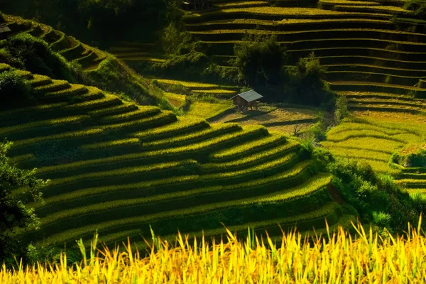 Рисовые поля на террасах под солнцем в Муканчай, Вьетнам . — стоковое фото