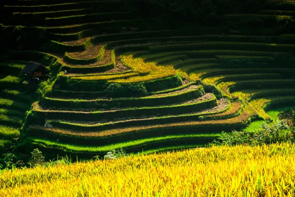 Risfälten på terrasser i solen på Mucangchai, Vietnam. — Stockfoto