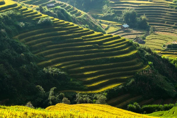 Güneşin Mucangchai, Vietnam, teraslar üzerinde pirinç tarlaları. 