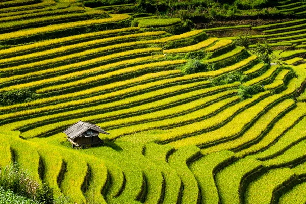 Rice fields on terraces in the sun at MuCangChai, Vietnam. — Stock Photo, Image
