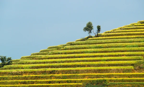Güneşin Mucangchai, Vietnam, teraslar üzerinde pirinç tarlaları. — Stok fotoğraf
