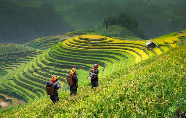 Rýžových polí na terasách na slunci na Mucangchai, Vietnam. Royalty Free Stock Obrázky