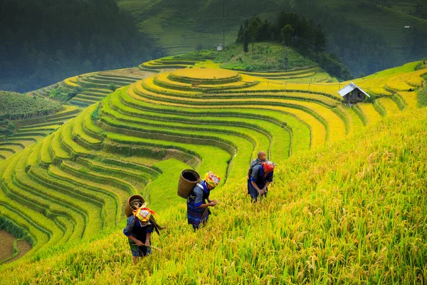 Рисовые поля на террасах под солнцем в Муканчай, Вьетнам . Стоковое Фото