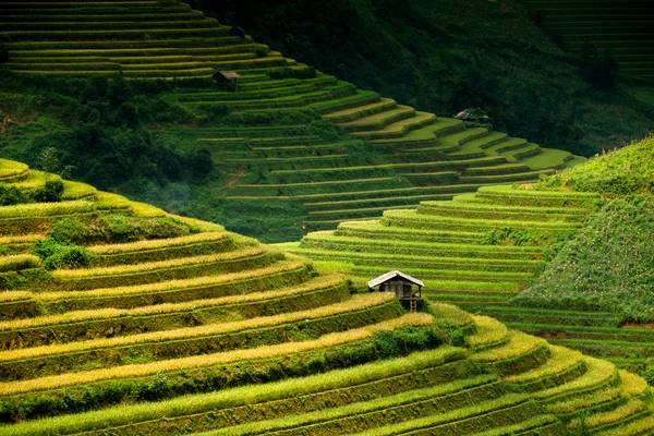 Рисовые поля на террасах под солнцем в Муканчай, Вьетнам . Стоковое Изображение