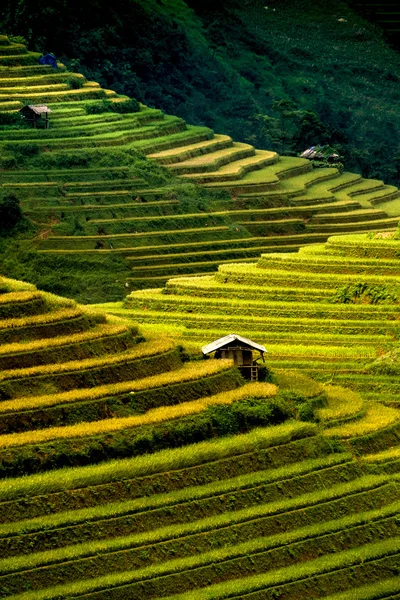 Rýžových polí na terasách na slunci na Mucangchai, Vietnam. Stock Snímky