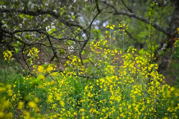 Flor de beleza na primavera de vietnam Noroeste . — Fotografia de Stock