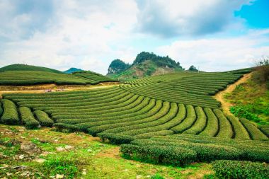 Güzellik taze yeşil çay Sunrise, Vietnam Moc Chau highland.