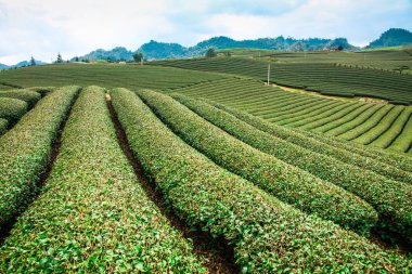Güzellik taze yeşil çay Sunrise, Vietnam Moc Chau highland.