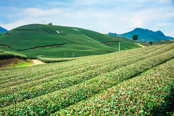 Schoonheid verse groene thee in sunrise, Moc Chau hooglanden van Vietnam. — Stockfoto