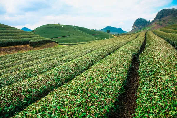 Schönheit frischer grüner Tee im Sonnenaufgang, moc chau Hochland von Vietnam. — Stockfoto