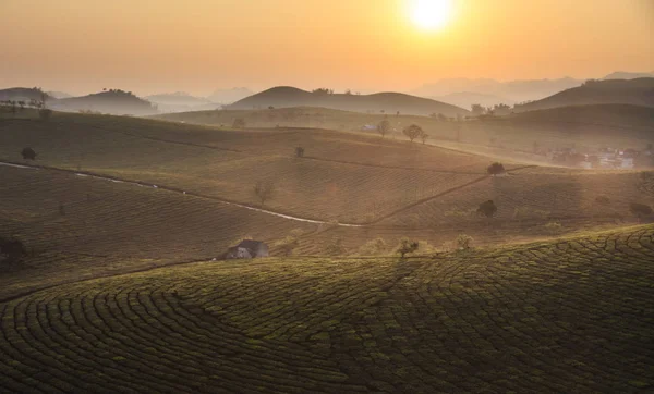 Красота свежего зеленого чая на восходе солнца, нагорье Мок Чау во Вьетнаме . Лицензионные Стоковые Изображения