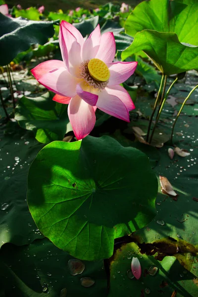 Skönhet Lotusblommor Trädgården — Stockfoto