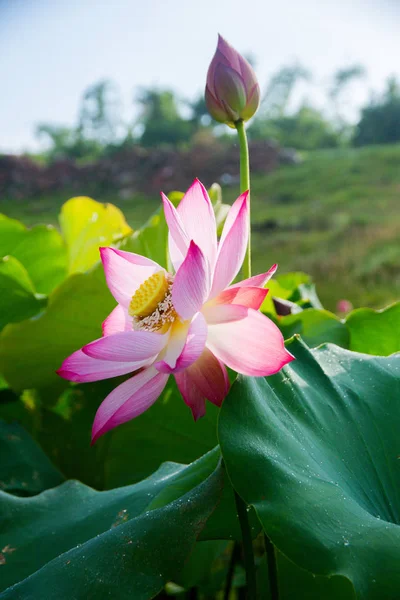 Beauty Lotus Flowers Garden — Stock Photo, Image