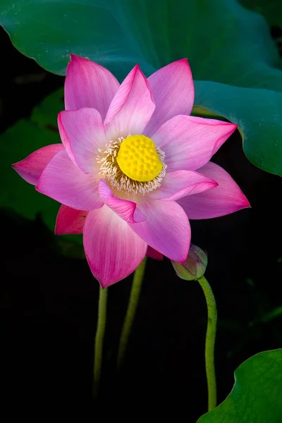 Beauty Lotus Цветы Саду — стоковое фото