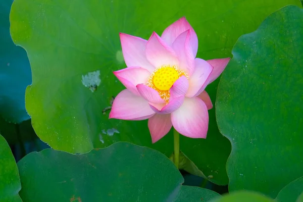 Beauty Lotus Цветы Саду Стоковое Фото