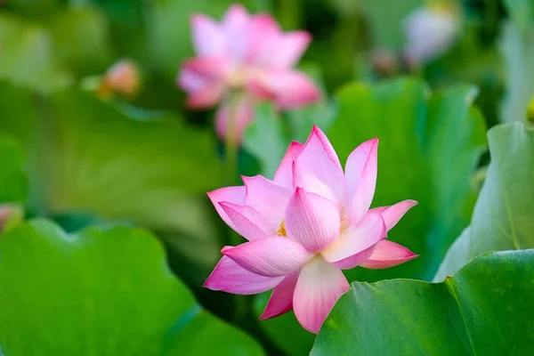 Beleza Flores Lótus Jardim Fotos De Bancos De Imagens Sem Royalties