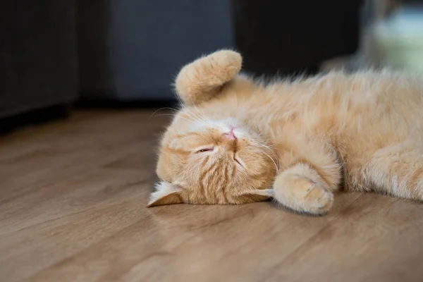 Ahşap doku üzerinde uyuyan güzel kedi Amerikan kısa saç — Stok fotoğraf