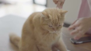 fırçalama kedi ve insan tarafından sevişme olsun