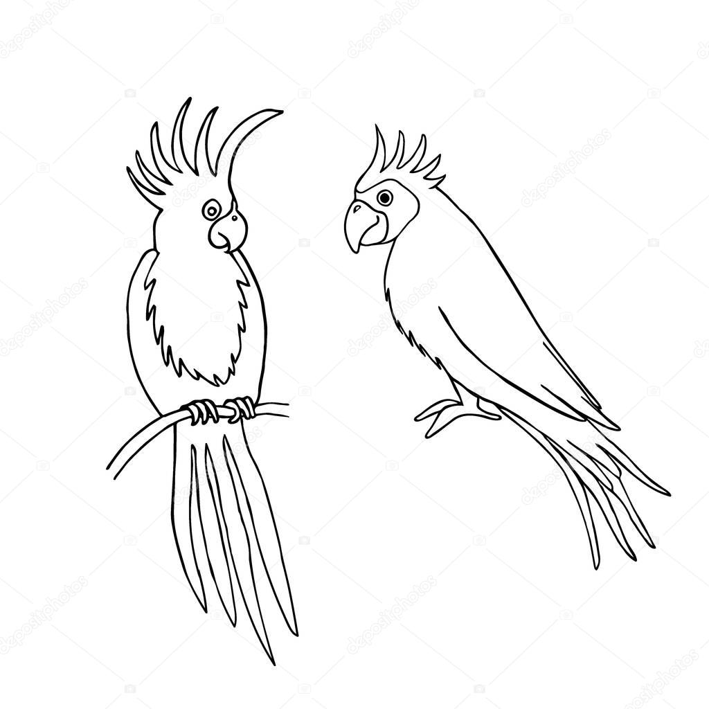 Parrot. Monochrome vector illustration isolated on white.