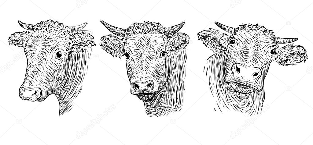 Cow, calf, bull cute muzzle face in three different set collection variation emotions. Vector beautiful horizontal black white sign icon image outline drawn pen illustration isolated, white background