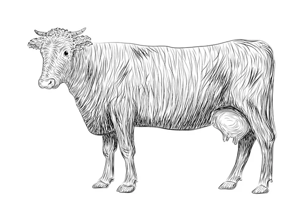 Tehén, borjú, aranyos pofa állati emlősök élő teljes hosszúságú egész bikát. Vektor függőleges Vértes oldalsó nézet vázlat fekete jel jelzőtábla ikon logó vázlat szemlélteti a toll elszigetelt fehér background — Stock Vector