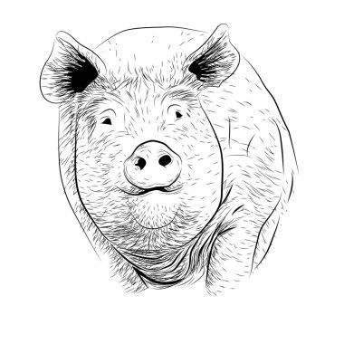 Domuz, domuz, domuz domuz domuz domuz yavrusu piggie pigling brawn yetiştirilen domuzu büyük şirin Eko çiftlik hayvan burnu. Vektör kare güzel closeup ön cepheden görünüm siyah anahat illüstrasyon izole beyaz arka plan