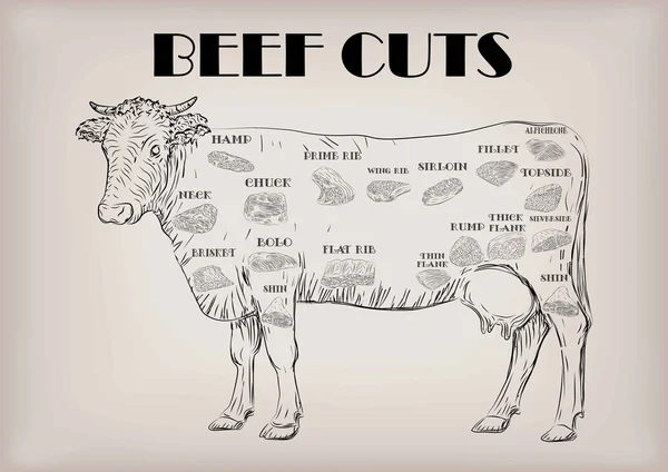 Wołowiny krowa Byk cała tusza cięć wyciętych części infografiki schemat znak szyld plakat rzeźnik Przewodnik: szyi, fragment, szponder filet zad. Piękny poziomy zbliżenie czarny zarys beżowe tło wektor — Wektor stockowy