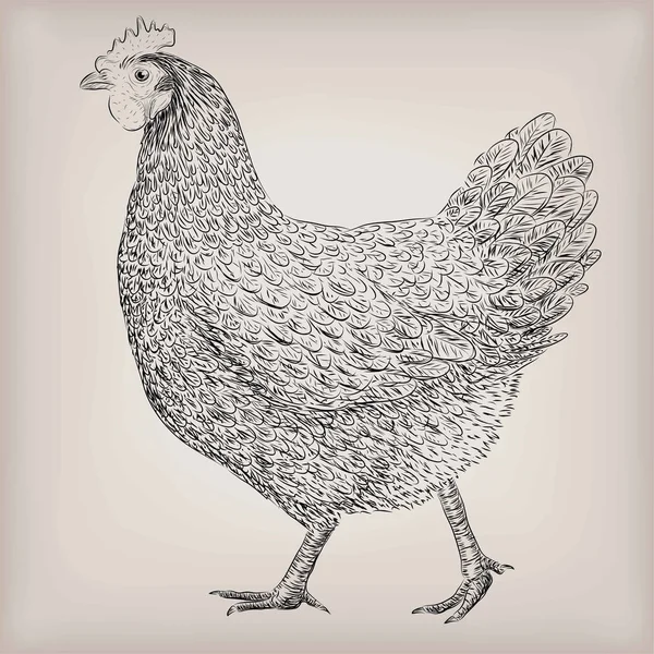 Poulet poule oiseau domestique viande animal volaille vivant debout. Vecteur beau carré gros plan bétail agriculture signe enseigne vue de côté illustration contour noir isolé fond gris — Image vectorielle