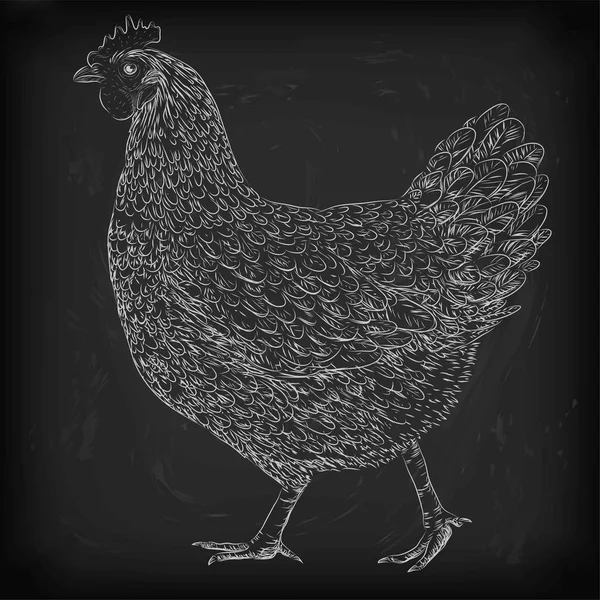Chicken hen domestic bird farm meat animal poultry alive standing. Vector beautiful square closeup livestock agriculture sign signboard side view illustration white outline isolated black background — Stock Vector